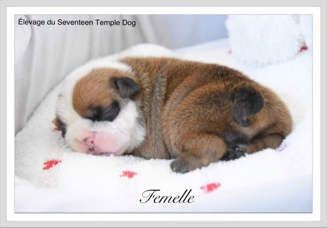 Du Seventeen Temple Dog - Chiot disponible  - Bulldog Anglais