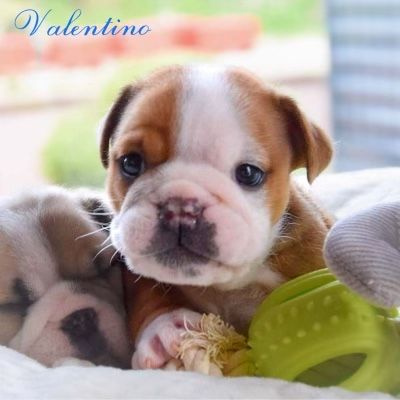 CHIOT 1 Valentino