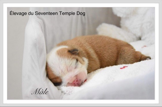 Du Seventeen Temple Dog - Chiot disponible  - Bulldog Anglais
